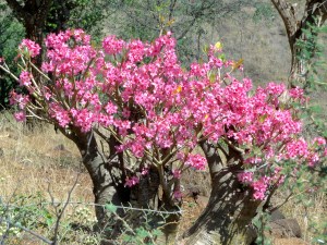 Desert flowers in the Borena region