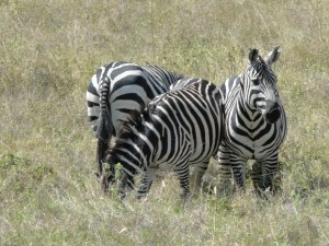 Zebra in Nechisar National Park near Arba Minch