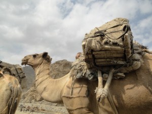 a camel loaded with salt plates on its way to Mekele