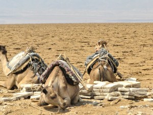 camels ready to be loaded with salt in Dallol