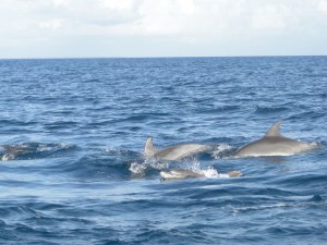 Swimming with dolphins