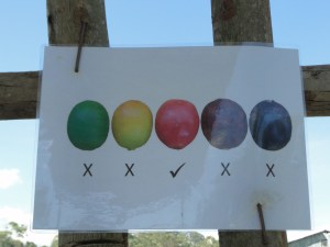 learning to pick coffee cherries when mature